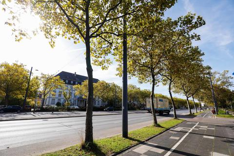 Stadtbäume – wie hier in der Rheinstraße – sollen künftig dank moderner Technik optimal bewässert werden, kündigt die Stadt an. Foto: Guido Schiek