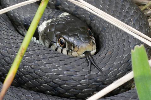 Die Ringelnatter ist wie diverse andere Schlangenarten im Odenwald zuhause. Giftig ist sie nicht.