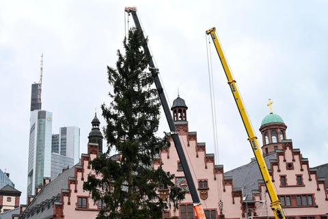 Der Weihnachtsbaum vor dem Frankfurter Römer.   Foto: dpa 