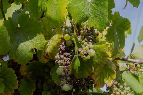Durch die Klimakrise wird sich der Weinanbau im Rhein-Main-Gebiet verändern. Vor allem der Riesling könnte unter den Wetterextremen leiden.  Foto: Robert Knapp/ adobe.stock