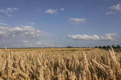 Ein Getreidefeld bei Habitzheim. Foto: Guido Schiek