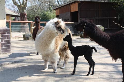 Alpaka-Jungtier Jule hat noch überhaupt keine menschlichen Besucher gesehen. Foto: Zoo Frankfurt