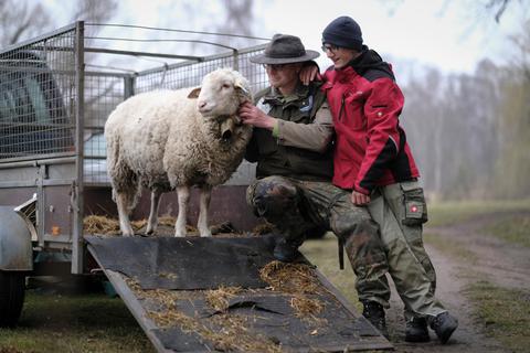 Markus Metzger aus Ober-Roden und sein Sohn Leonhardt verladen Schaf "Paul". Foto: epd 