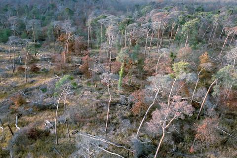 Eine Drohnen-Aufnahme zeigt das Ausmaß der Schäden in Rheinhessens Wäldern