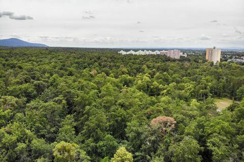 Die Polizei hat nach Ortiz‘ Verschwinden 300.000 Quadratmeter Wald bei Eberstadt nach dem Vermissten abgesucht – ohne Erfolg.           Archivfoto: Torsten Boor