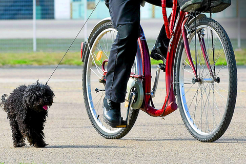 Lieber langsam: Vor allem kleine Hunderassen sollten nicht zu schnell neben dem Fahrrad herlaufen müssen. Sonst drohen ihnen Gelenkschäden.  Foto: Warnecke/dpa