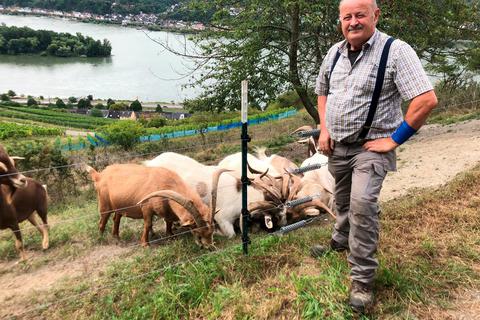 Weidetierhalter Lothar Kempenich, hier mit seinen Burenziegen oberhalb von Lorch im Rheingau, bezweifelt, dass ein höherer Weidezaun reicht, wenn ein Wolf erst einmal Witterung aufgenommen hat.  