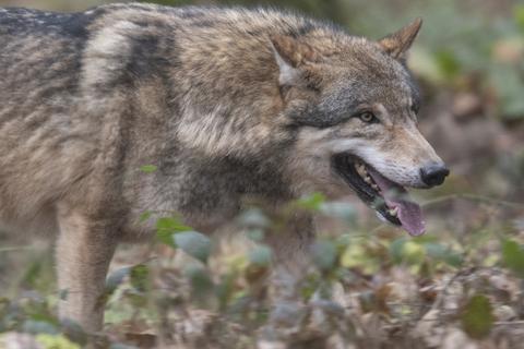 Hier ist der Wolf in einem hessischen Wildpark zu sehen - bald aber vielleicht auch wieder häufiger in freier Wildbahn. Foto: dpa