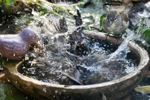 Spatzen baden in einer Vogeltränke. Auch andere Tiere freuen sich über solch eine kleine Wasserstelle im Garten. Archivfoto: dpa