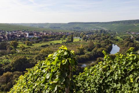 Weinparadies an der Mainschleife: Blick auf Nordheim, wo der  Betrieb des Biowinzers Manfred Rothe zuhause ist. Foto: Fränkisches Weinland Tourismus GmbH / Martin  Kirchner