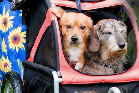 Dackel Biene und Mischlingshund Hermes fühlen sich im Fahrradanhänger wohl.  Foto: dpa