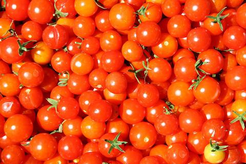 Der guten, alten Tomate könnte eine neue Karriere im Fahrzeugbau bevorstehen (Im Bildsozusagen das Sondermodell Kirschtomate in der Ausführung "Super Sweet 100"). Foto: Wikimedia/Pluma