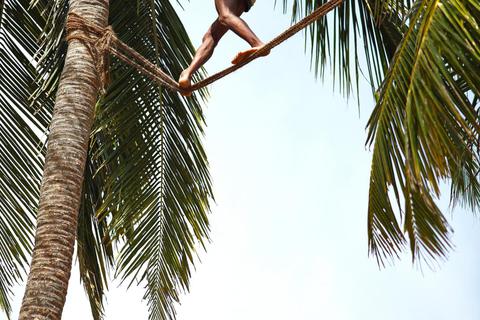 Ein Palmweinzapfer in luftiger Höhe auf dem Weg zu den Blüten der Palme, um den Saft ablassen. Foto: Martina Katz