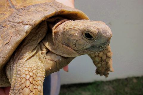 Anfassen ist normalerweise streng verboten: Bei dieser Schildkröte gilt eine Ausnahme, sie wurde verletzt gefunden und gesund gepflegt. Foto: Helge Sobik